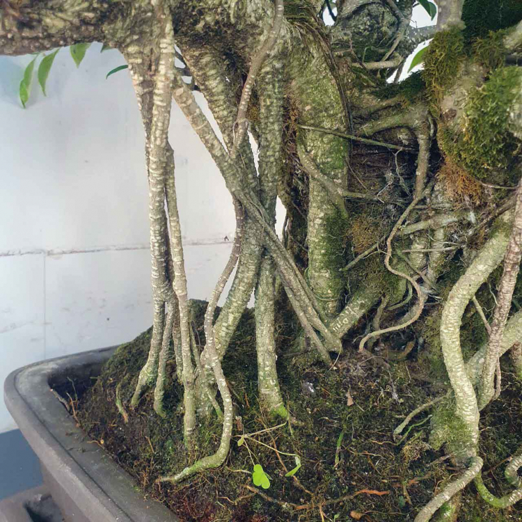 Бонсай - Баньян Коллекционный 91 год Бонсай - Баньян Коллекционный 91 год