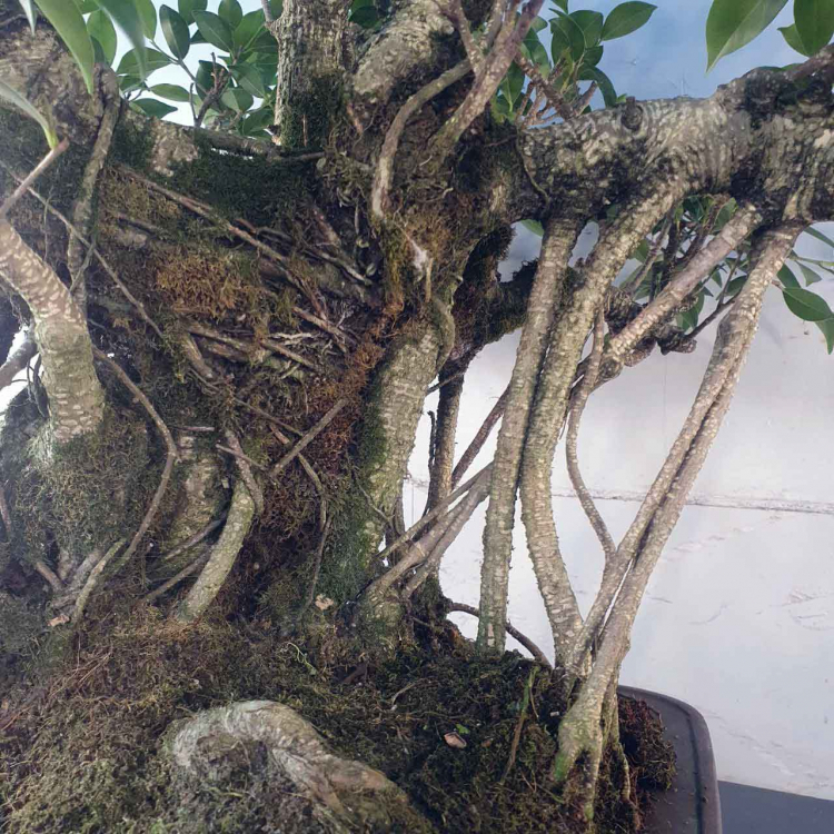 Бонсай - Баньян Коллекционный 91 год Бонсай - Баньян Коллекционный 91 год