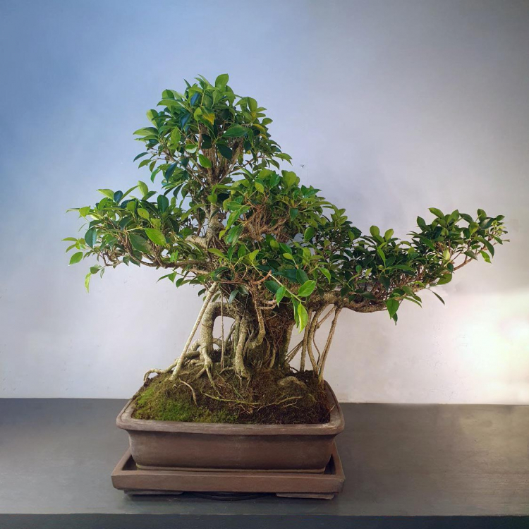 Бонсай - Баньян Коллекционный 91 год Бонсай - Баньян Коллекционный 91 год