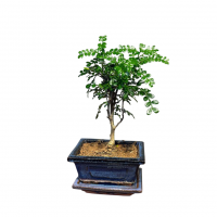 Бонсай Зантоксилум 8 лет Бонсай Зантоксилум 8 лет