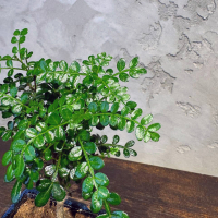 Бонсай Зантоксилум 8 лет Бонсай Зантоксилум 8 лет