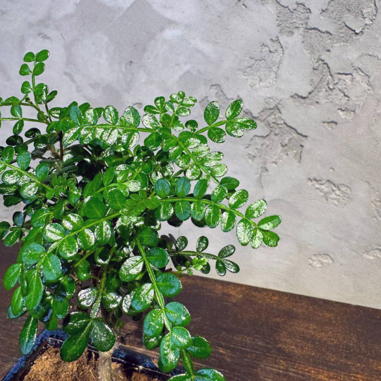 Бонсай Зантоксилум 8 лет Бонсай Зантоксилум 8 лет