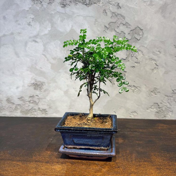 Бонсай Зантоксилум 8 лет Бонсай Зантоксилум 8 лет