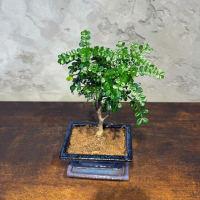 Бонсай Зантоксилум 8 лет Бонсай Зантоксилум 8 лет