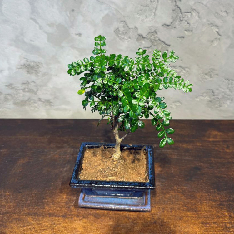 Бонсай Зантоксилум 8 лет Бонсай Зантоксилум 8 лет