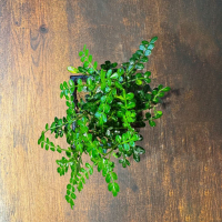 Бонсай Зантоксилум 8 лет Бонсай Зантоксилум 8 лет