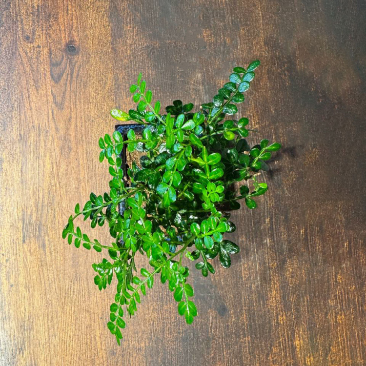 Бонсай Зантоксилум 8 лет Бонсай Зантоксилум 8 лет