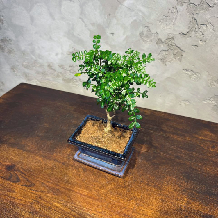 Бонсай Зантоксилум 8 лет Бонсай Зантоксилум 8 лет