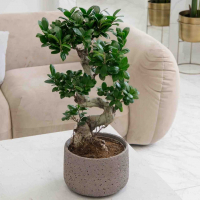 Фикус Гинсенг в бетонном кашпо Фикус Гинсенг в бетонном кашпо