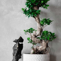 Фикус Гинсенг в бетонном кашпо Фикус Гинсенг в бетонном кашпо