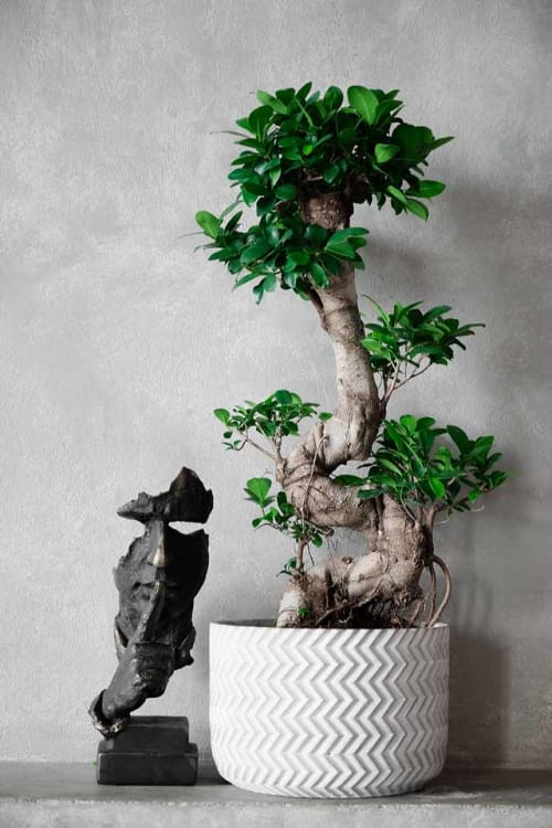 Фикус Гинсенг в бетонном кашпо Фикус Гинсенг в бетонном кашпо