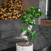 Фикус Гинсенг в бетонном кашпо Фикус Гинсенг в бетонном кашпо