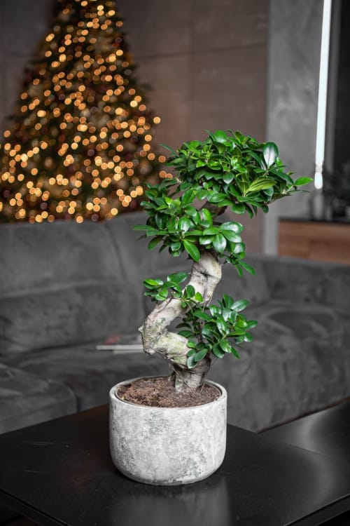 Фикус Гинсенг в бетонном кашпо Фикус Гинсенг в бетонном кашпо