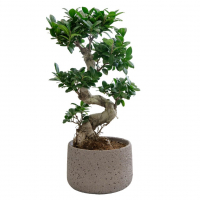 Фикус Гинсенг в бетонном кашпо Фикус Гинсенг в бетонном кашпо