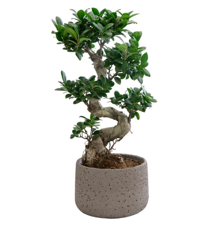 Фикус Гинсенг в бетонном кашпо Фикус Гинсенг в бетонном кашпо