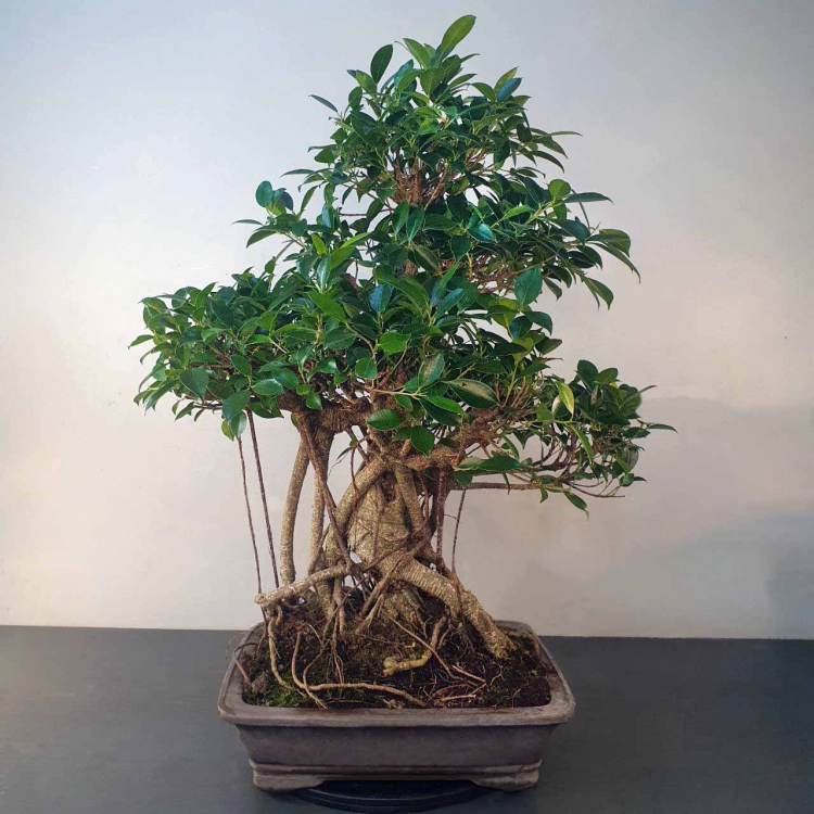 Бонсай - Баньян Коллекционный 78 лет