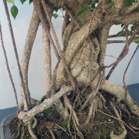 Бонсай - Баньян Коллекционный 78 лет