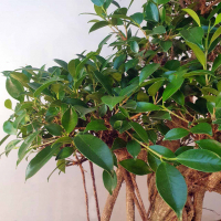 Бонсай - Баньян Коллекционный 78 лет