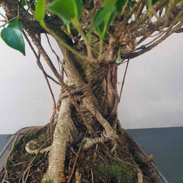 Бонсай - Баньян Коллекционный 78 лет