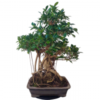 Бонсай - Баньян Коллекционный 78 лет