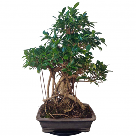 Бонсай - Баньян Коллекционный 78 лет