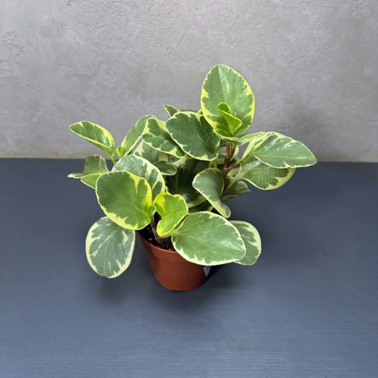 Пеперомия Вариегатная D18