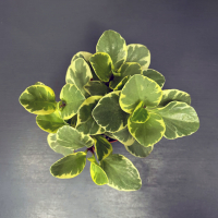 Пеперомия Вариегатная D18