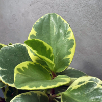 Пеперомия Вариегатная D18
