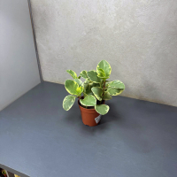 Пеперомия Вариегатная D18