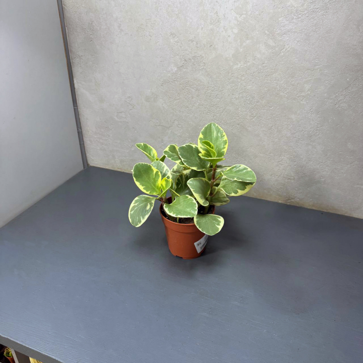 Пеперомия Вариегатная D18