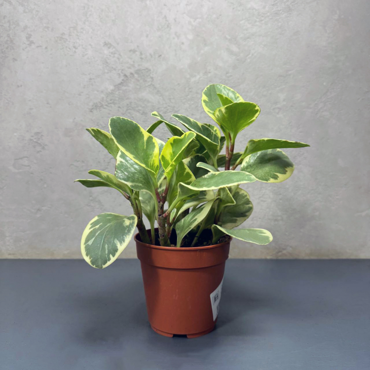 Пеперомия Вариегатная D18