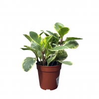 Пеперомия Вариегатная D18