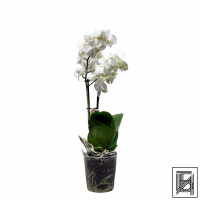 Белоснежная Орхидея Фаленопсис D12 Белоснежная Орхидея Фаленопсис D12