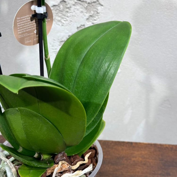 Белоснежная Орхидея Фаленопсис D12 Белоснежная Орхидея Фаленопсис D12