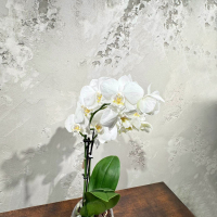 Белоснежная Орхидея Фаленопсис D12 Белоснежная Орхидея Фаленопсис D12