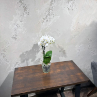 Белоснежная Орхидея Фаленопсис D12 Белоснежная Орхидея Фаленопсис D12