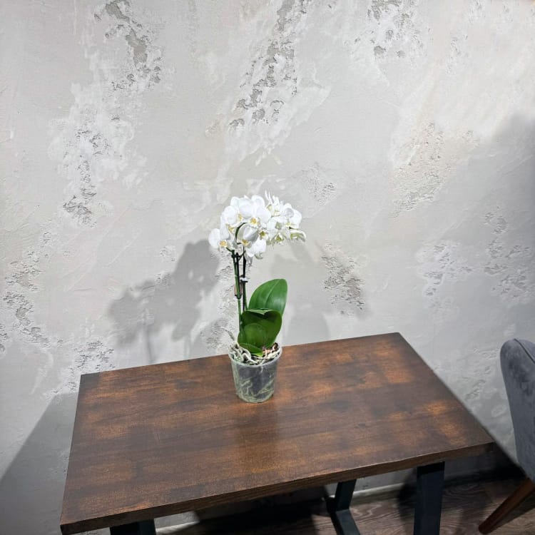 Белоснежная Орхидея Фаленопсис D12 Белоснежная Орхидея Фаленопсис D12