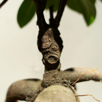 Фикус Микрокарпа 6 лет