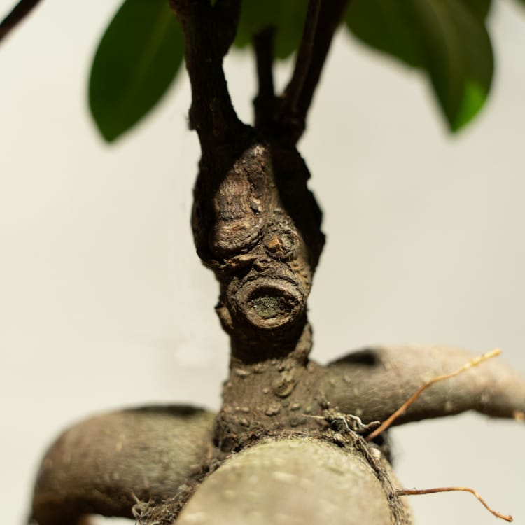 Фикус Микрокарпа 6 лет