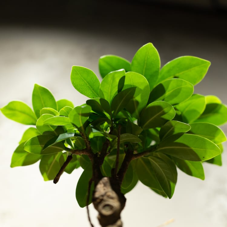 Фикус Микрокарпа 6 лет