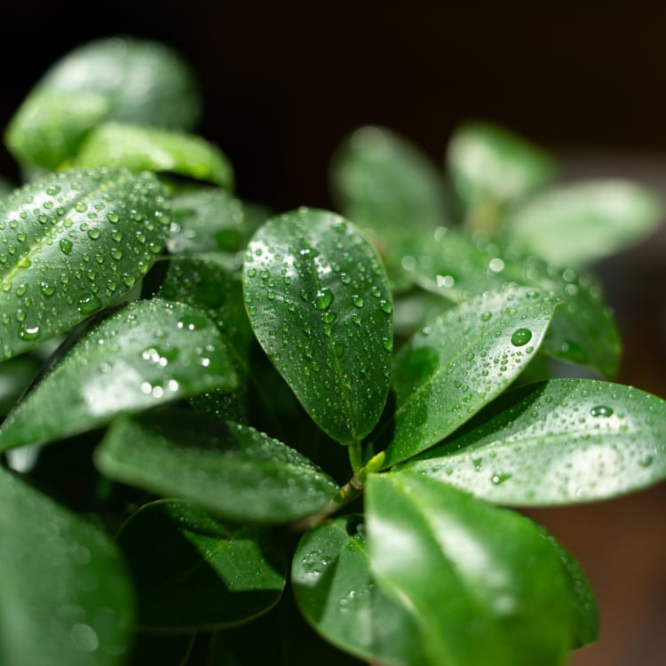 Фикус Микрокарпа 6 лет