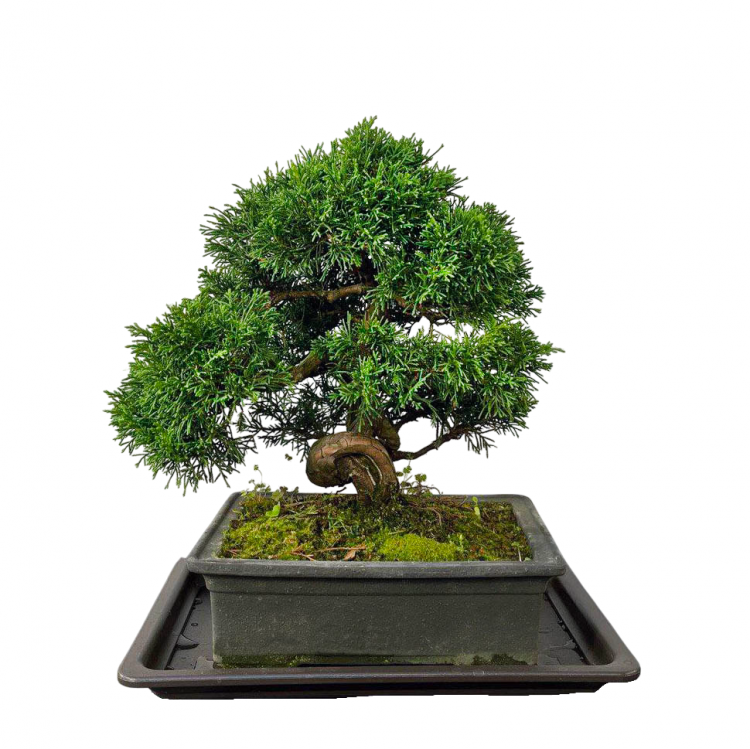 Бонсай Можжевельник Коллекционный Экземпляр Бонсай Можжевельник Коллекционный Экземпляр