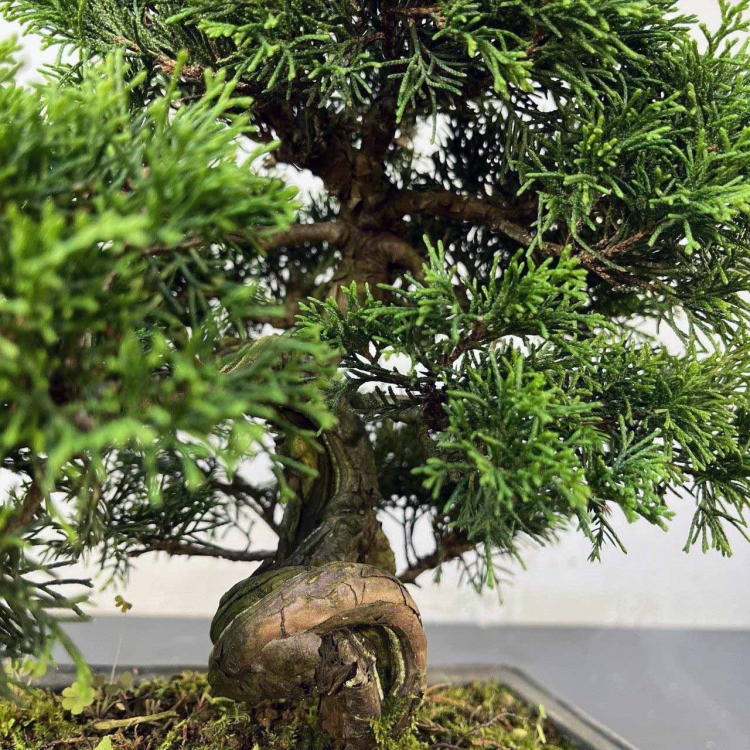 Бонсай Можжевельник Коллекционный Экземпляр Бонсай Можжевельник Коллекционный Экземпляр