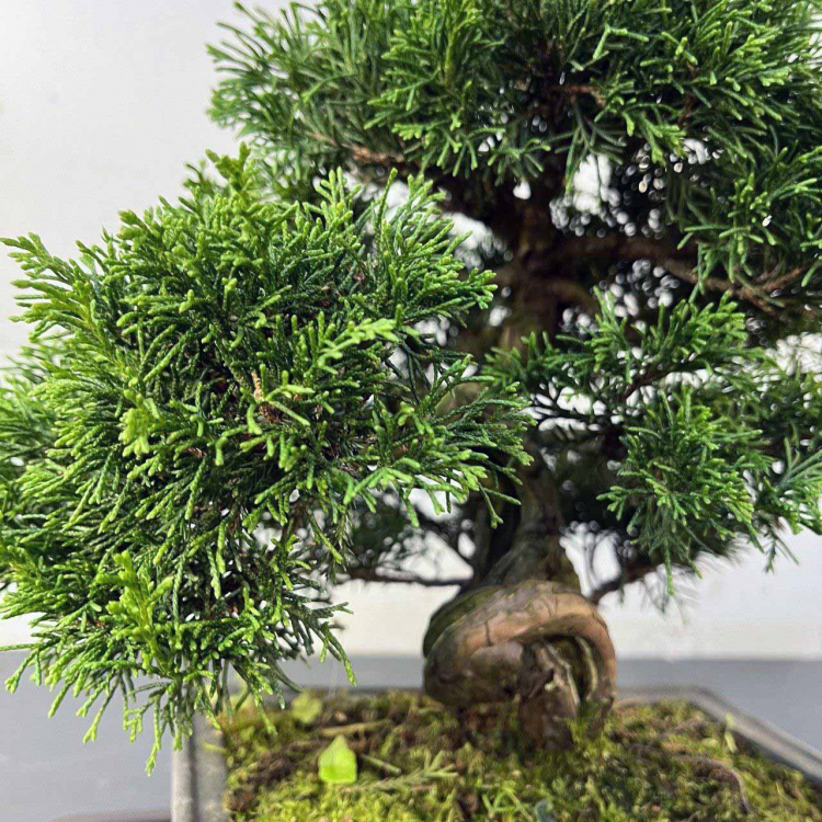 Бонсай Можжевельник Коллекционный Экземпляр Бонсай Можжевельник Коллекционный Экземпляр