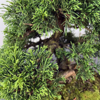 Бонсай Можжевельник Коллекционный Экземпляр Бонсай Можжевельник Коллекционный Экземпляр