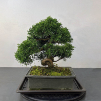 Бонсай Можжевельник Коллекционный Экземпляр Бонсай Можжевельник Коллекционный Экземпляр