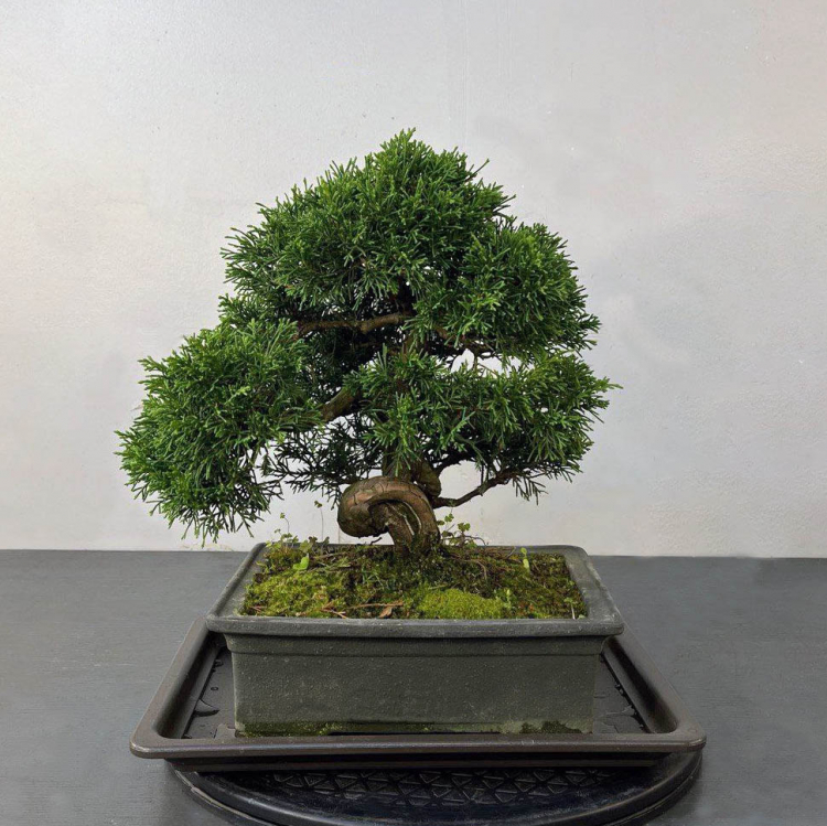 Бонсай Можжевельник Коллекционный Экземпляр Бонсай Можжевельник Коллекционный Экземпляр