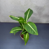 Диффенбахия D12