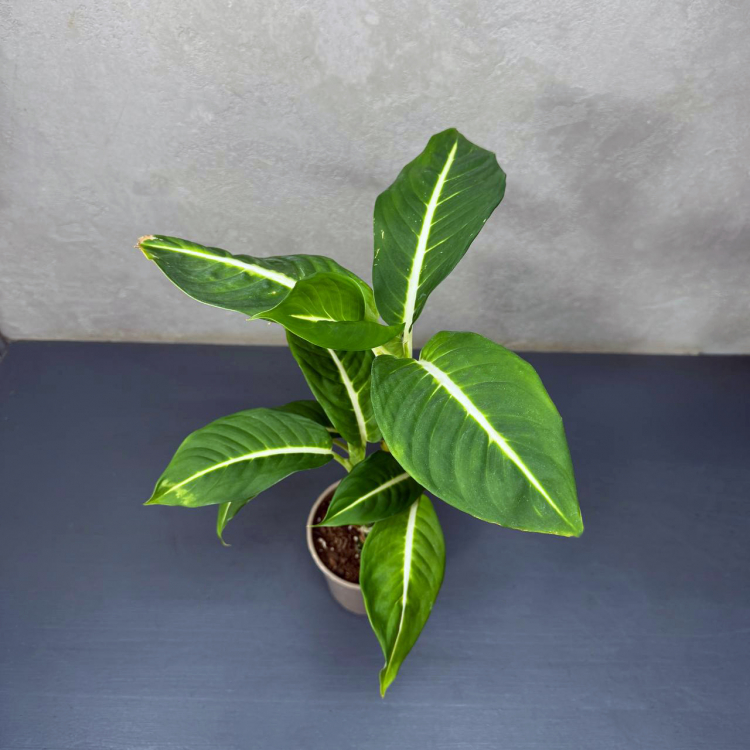 Диффенбахия D12