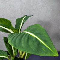 Диффенбахия D12